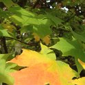 Acer saccharum feuille automne